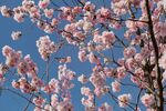 蓝天映衬下的烂漫樱花
