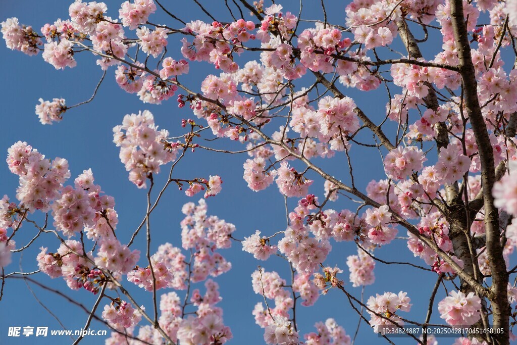 蓝天映衬下的烂漫樱花
