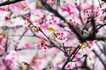 烂漫桃花