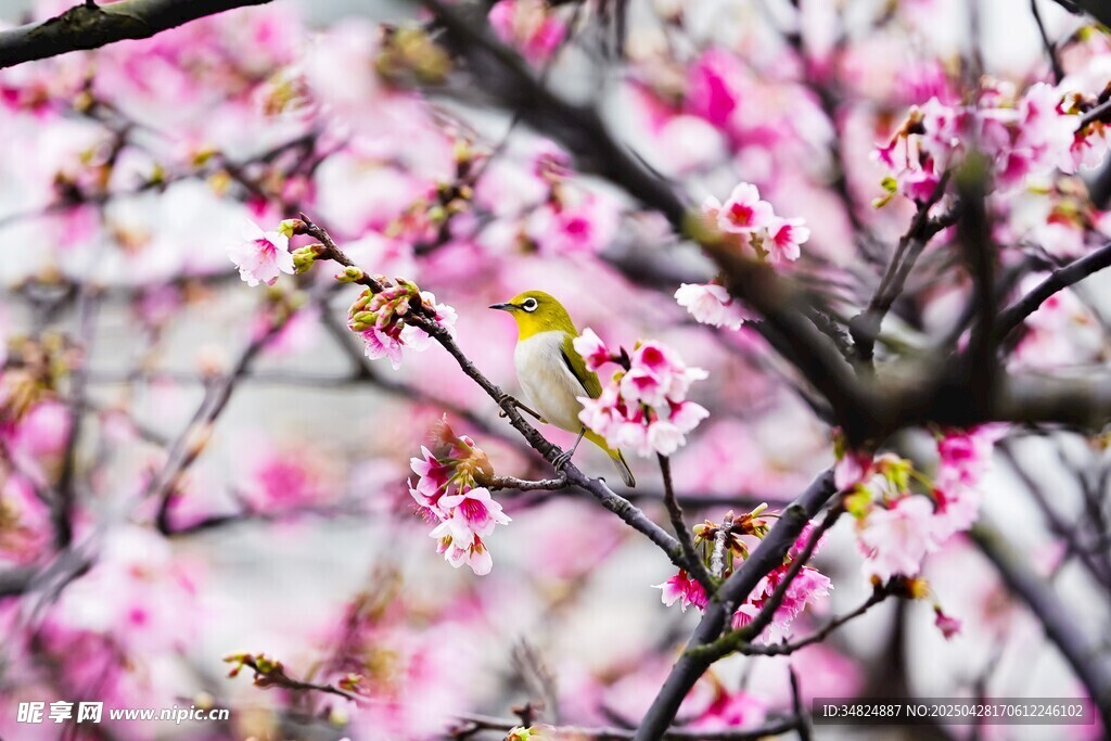 烂漫桃花