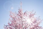 阳光下绽放的粉嫩樱花树