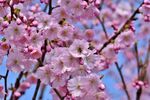 烂漫樱花绽放枝头