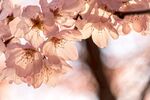 春日烂漫樱花绽放
