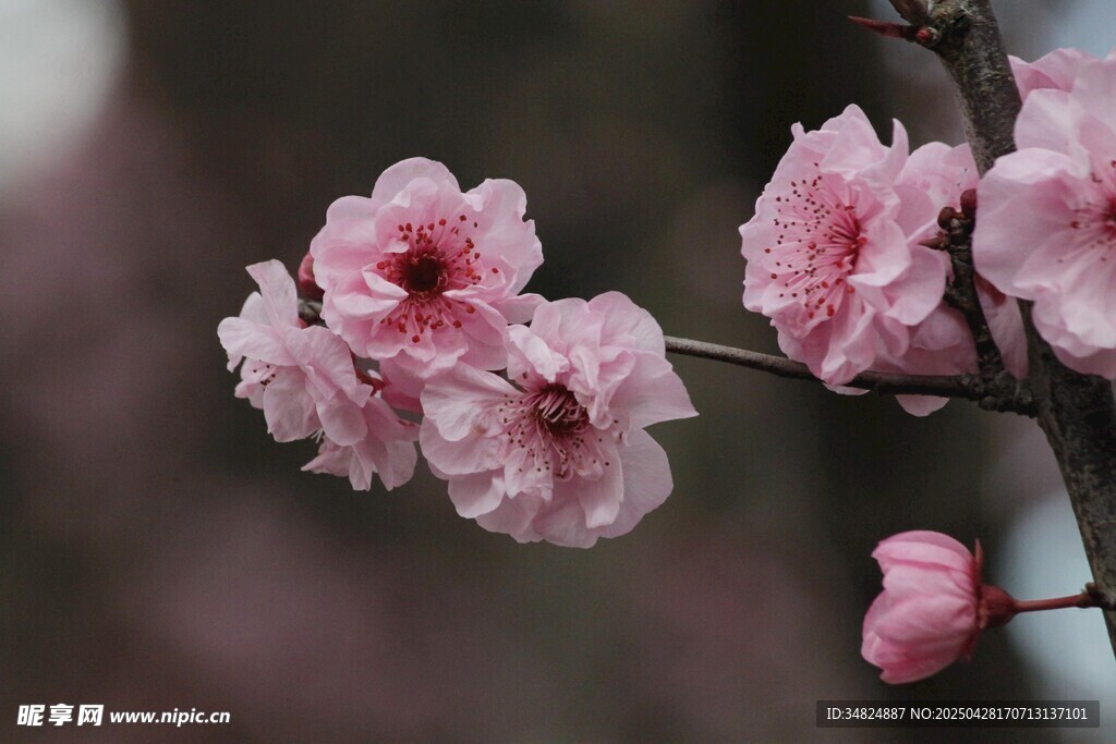 粉嫩桃花枝头绽放
