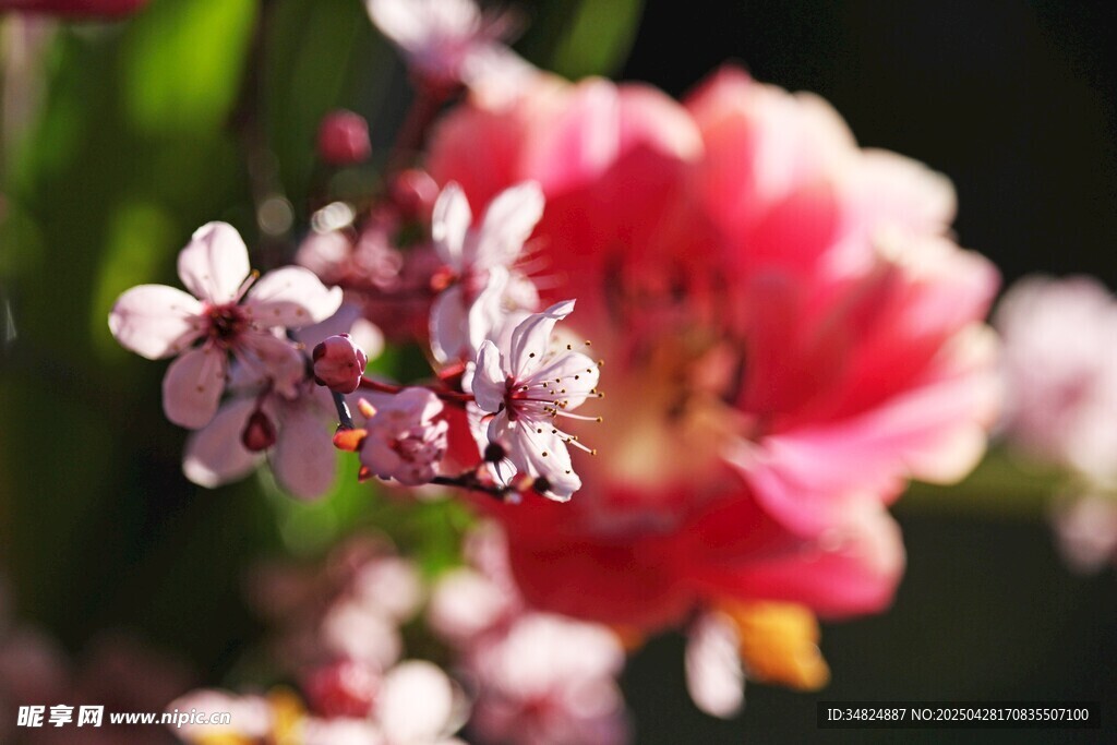 娇艳桃花
