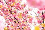 烂漫樱花绽放枝头
