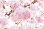 烂漫粉色樱花绽放枝头