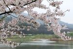 湖畔樱花绽放美景