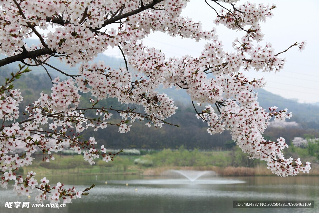 湖畔樱花绽放美景