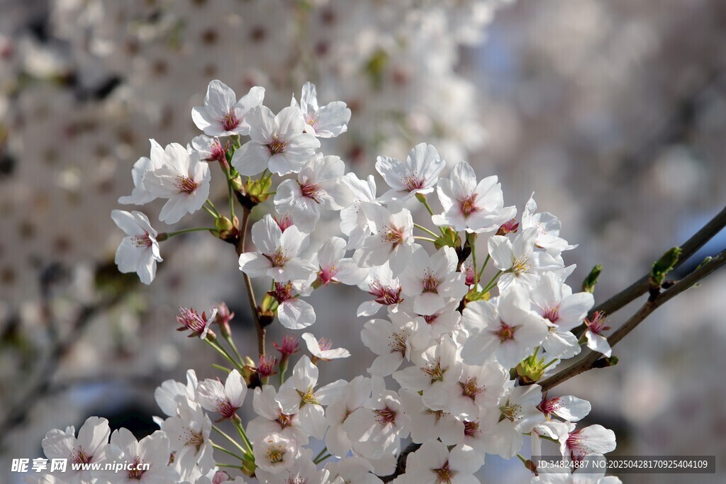 白色樱花枝头