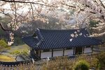 春日樱花下的传统建筑