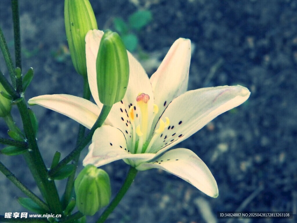 绽放的美丽百合花