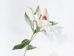 白色百合花特写