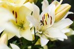 清新淡雅百合花绽放