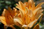 金黄百合花绽放