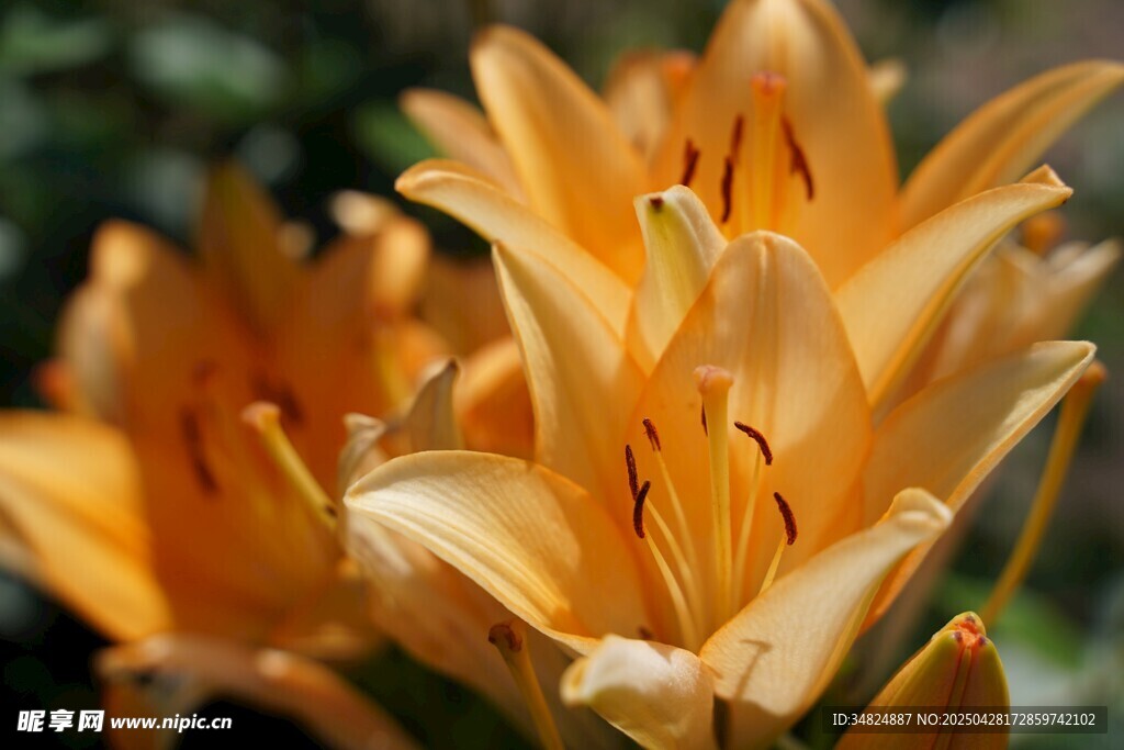 金黄百合花绽放
