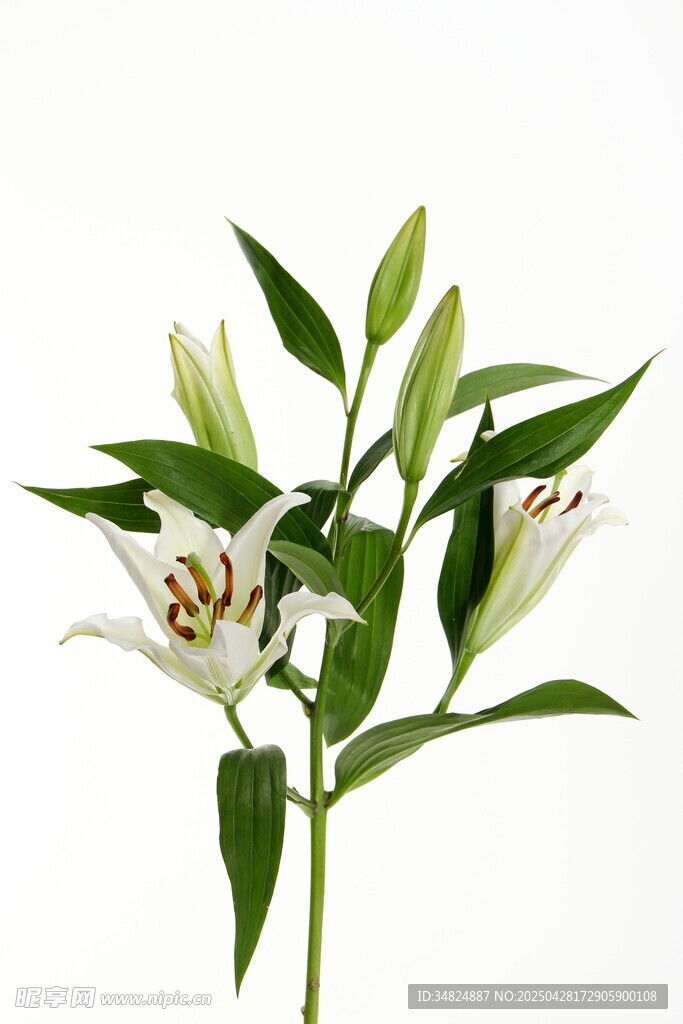 白色百合花特写