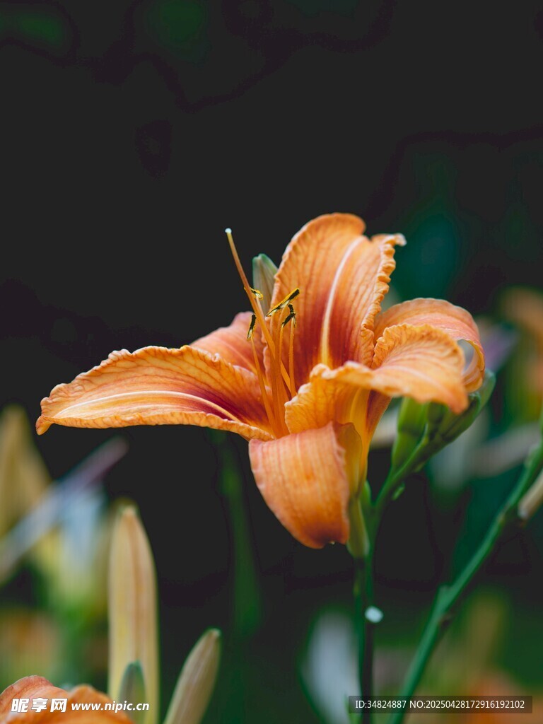 橙色百合花特写