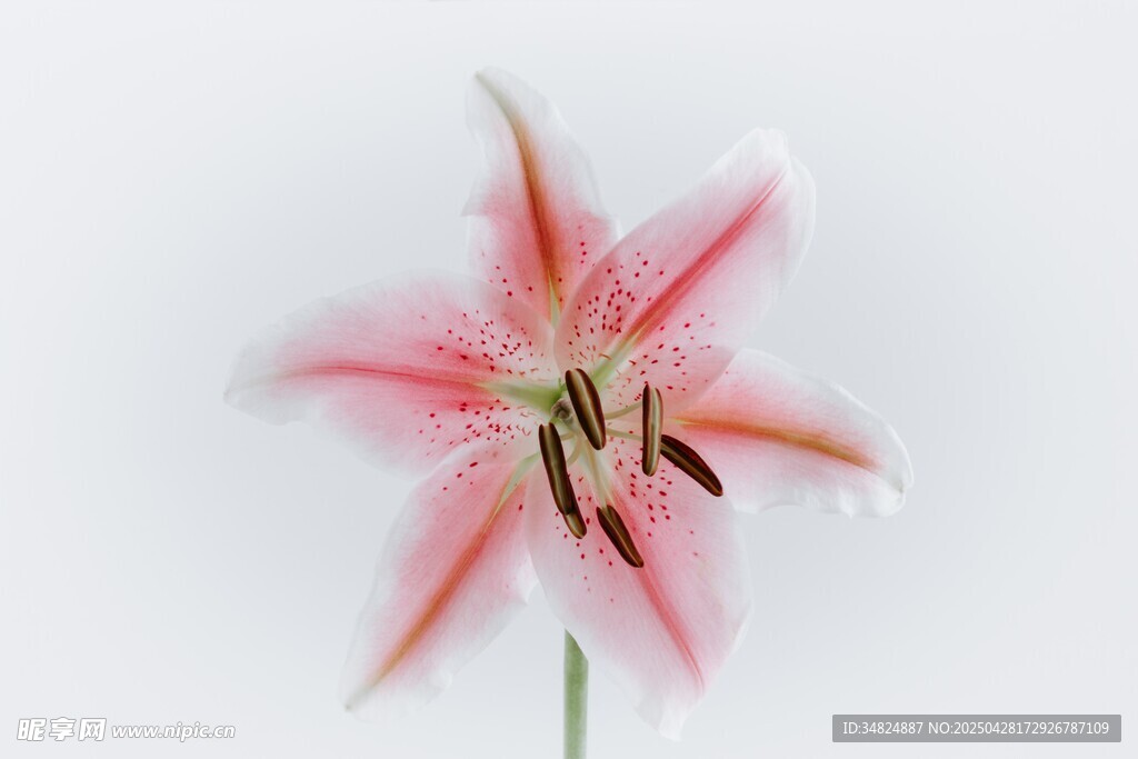 粉色百合花特写