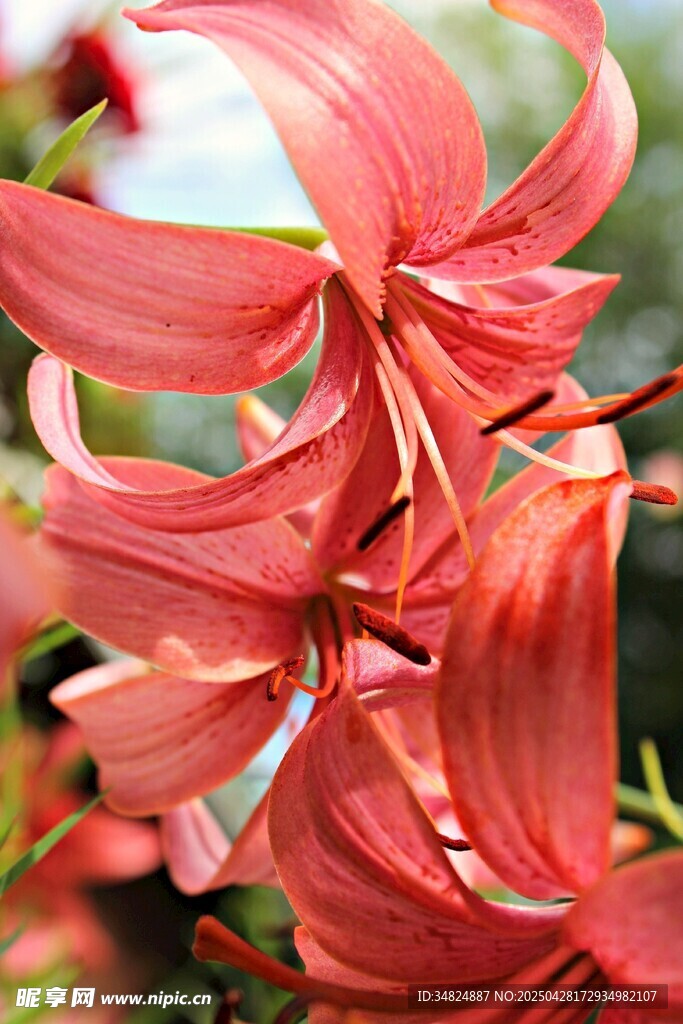 娇艳红百合花