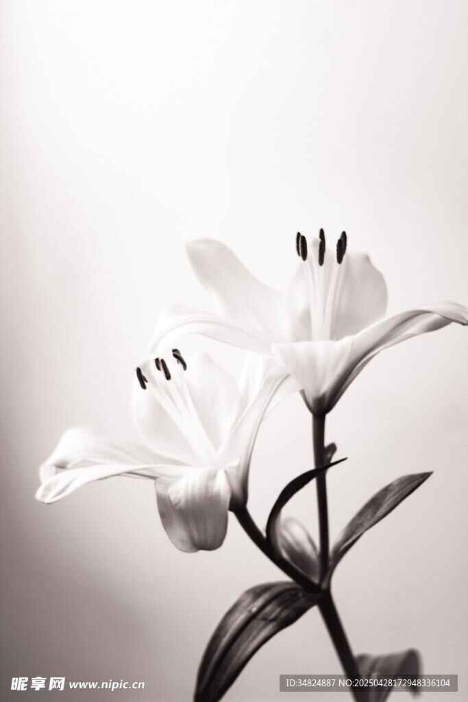 优雅白色百合花特写