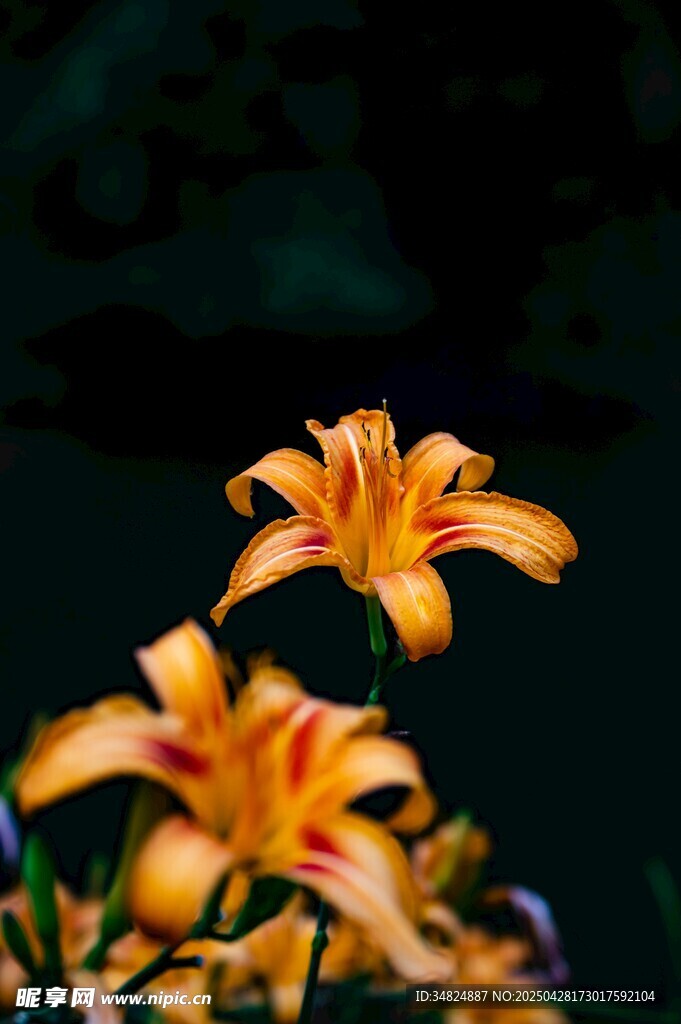 橙色百合花绽放