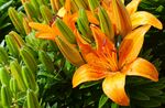 橙色百合花绽放