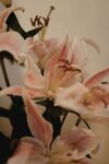粉色优雅百合花特写