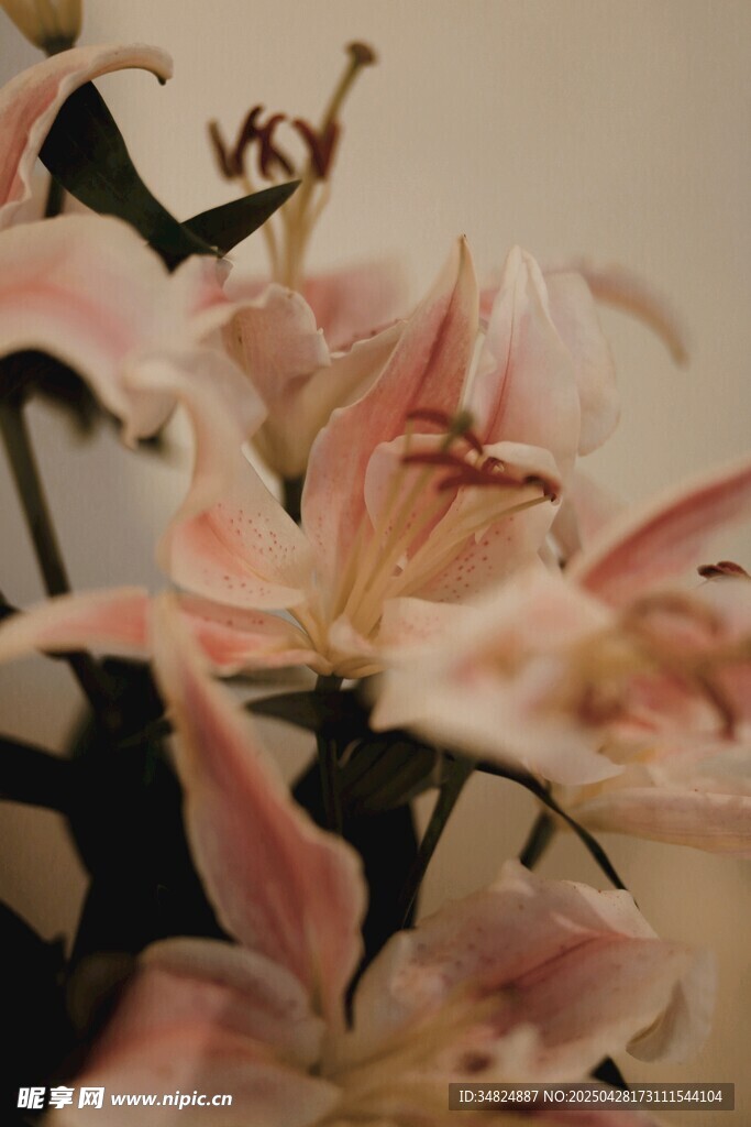 粉色优雅百合花特写