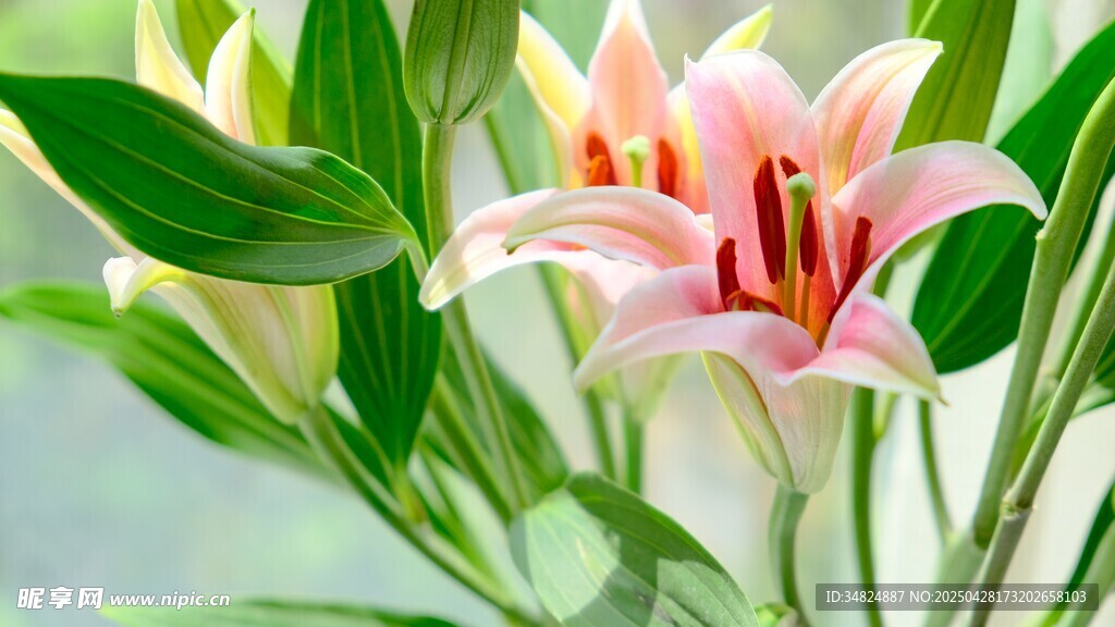 粉色百合花绽放
