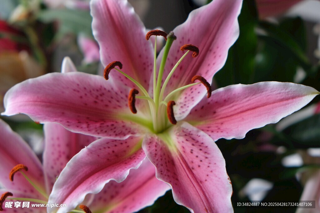 娇艳粉色百合花绽放