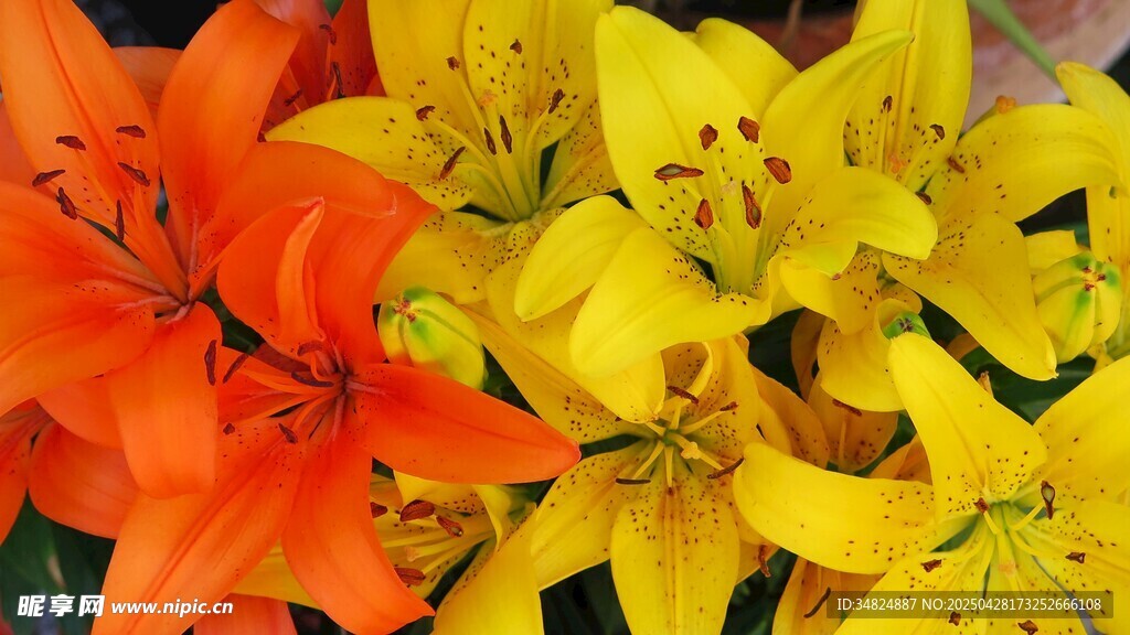 多彩百合花绽放