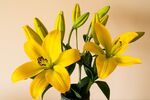 黄色百合花绽放