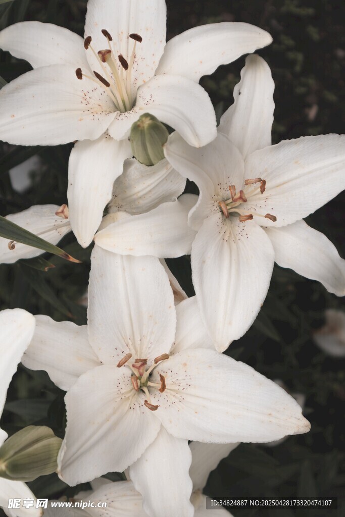纯洁白色百合花绽放