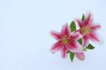 粉色百合花绽放