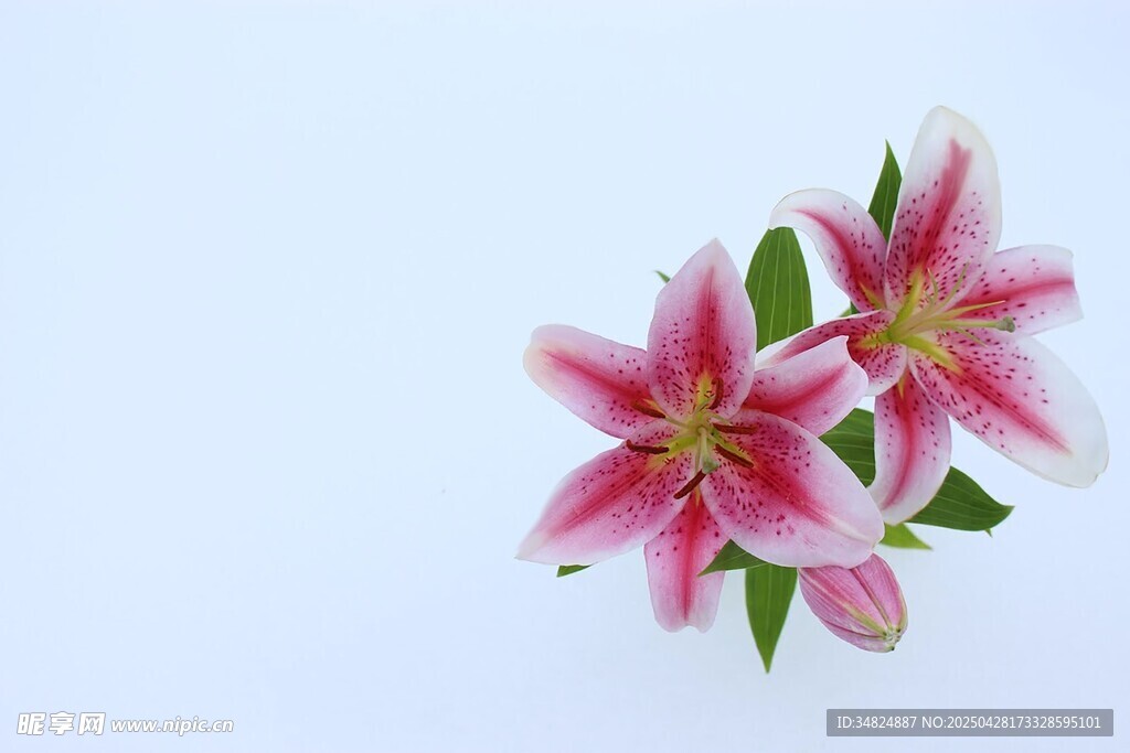 粉色百合花绽放