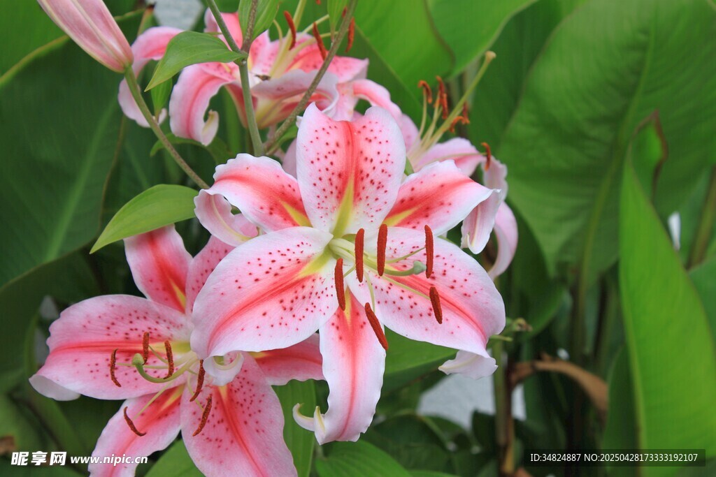 娇艳粉色百合花绽放