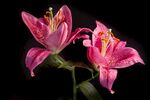 娇艳粉色百合花绽放
