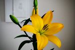 黄色百合花特写