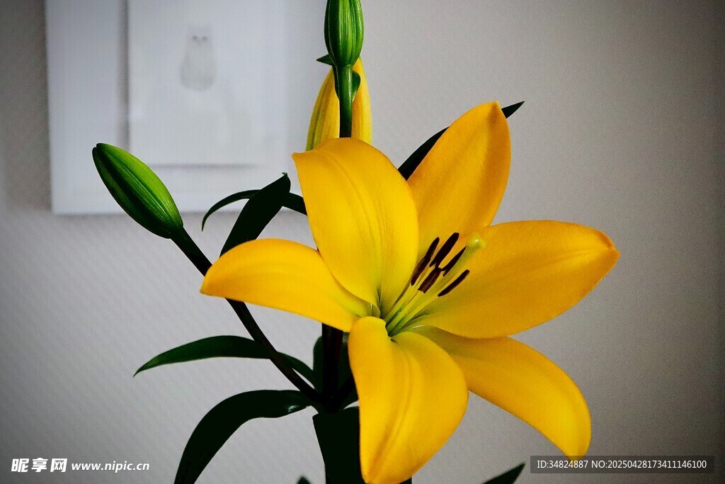 黄色百合花特写