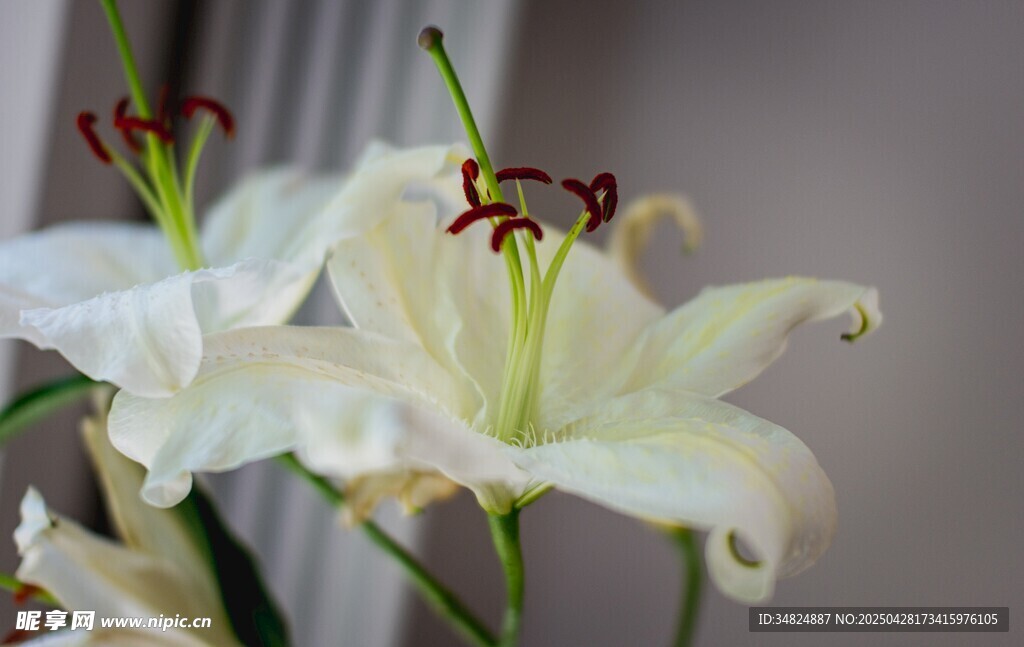 优雅白色百合花绽放