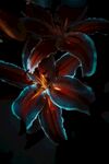 梦幻夜光百合花绽放
