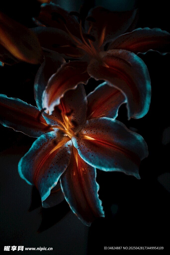 梦幻夜光百合花绽放