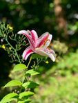 娇艳条纹百合花绽放