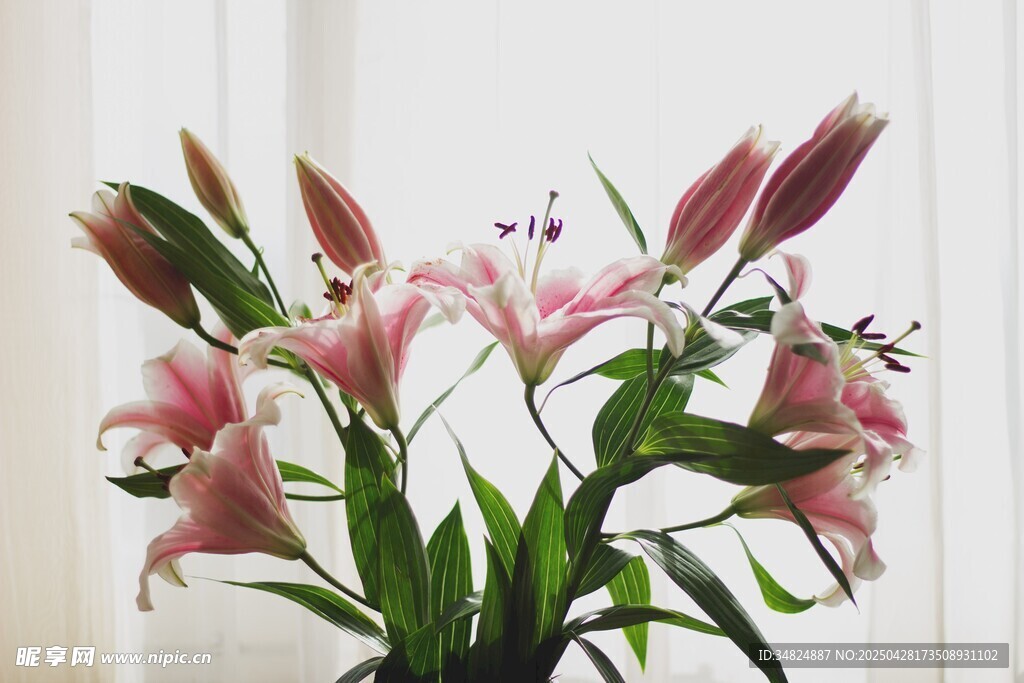 粉色百合花绽放窗边