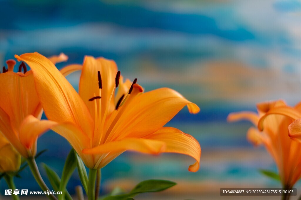 橙色百合花绽放美景