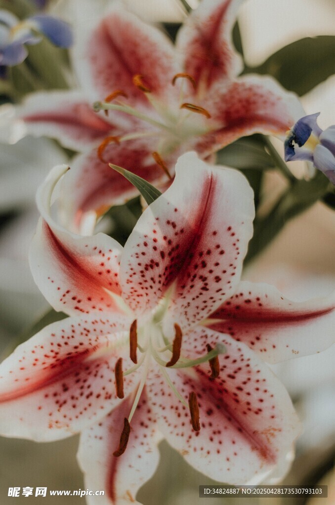 斑点百合花特写