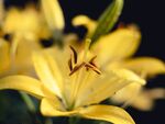 黄色百合花特写