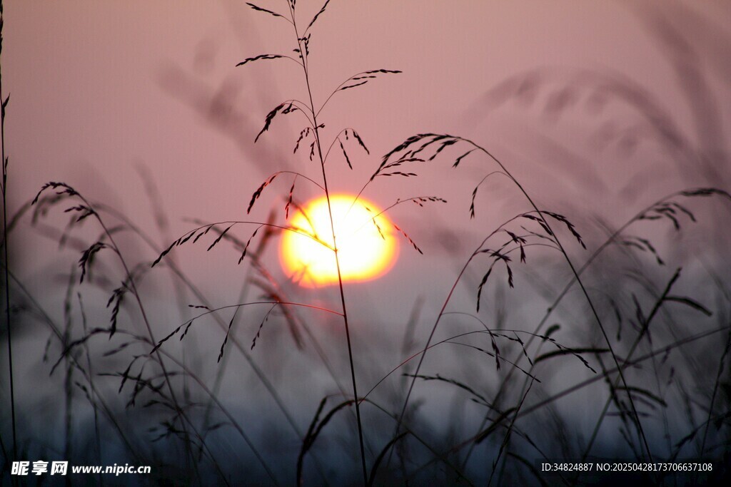 夕阳下的芦苇剪影