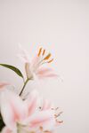 粉色百合花特写
